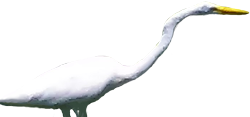 Rod's logo